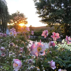 Image of dashausderfloristin