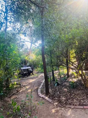 Image of Bird Paradise In Bush setting