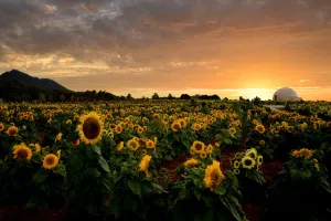 Image of Sunset Luxury Dome