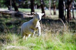 Image of Galahad's Animal Sanctuary B&B