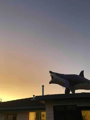 Image of The Shark Haus