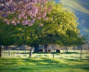 Image of Alexandra Farmstay