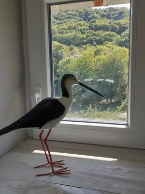 Image of la grange aux oiseaux