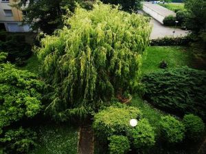 Image of P' TI ECRIN DE VERDURE