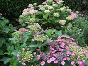 Image of Apartment in Posterholt near Meinweg Park