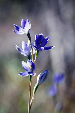 Image of Blue Orchid Tiny House