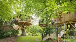 Image of Baumhaus Solitär