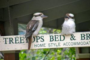 Image of Treetops Bed & Breakfast