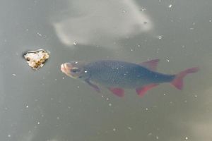 Image of Schwimmpod an der Peene
