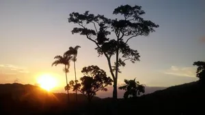 Image of Daintree Holiday Homes - Yurara