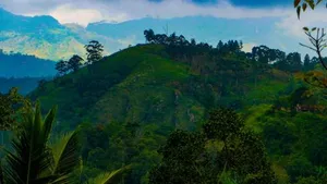 Image of Shining Green View