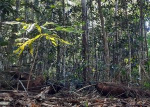 Image of Daintree Rainforest Accommodation