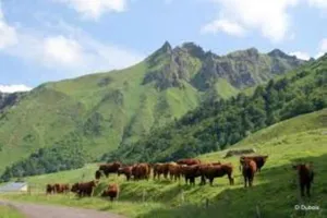 Image of Lilas, Gîte Saint Antoine, Orcival, Entre Sancy et Volcans.