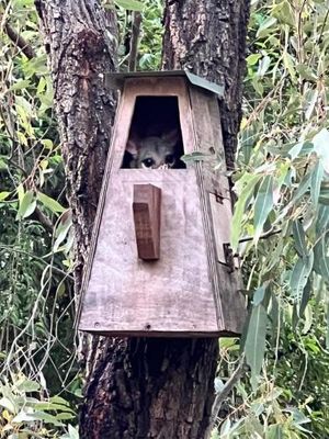 Image of The Cabin, Ghost Gum Gully