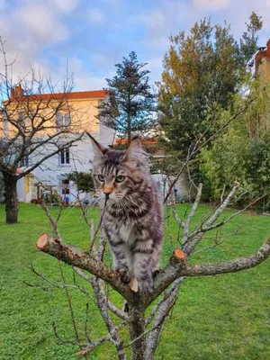 Image of La Maison du Main Coon