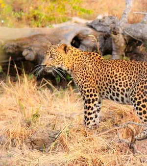 Image of JAMI River Side Hotel & Yala Safari Place