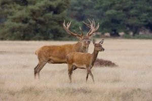 Image of Gastenverblijf op unieke locatie De Kronkel op de Veluwe