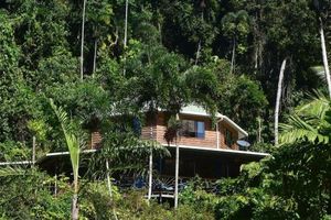 Image of A Daintree Garden