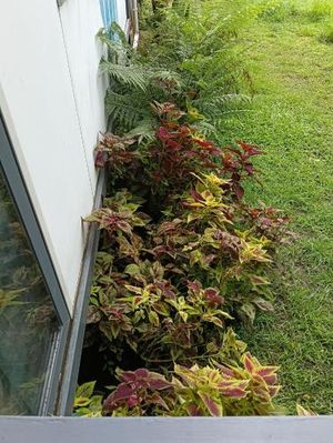 Image of Simmering homestay