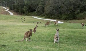 Image of Exclusive Anglesea River Beach Apartment