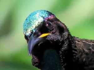 Image of Riflebird Lodge
