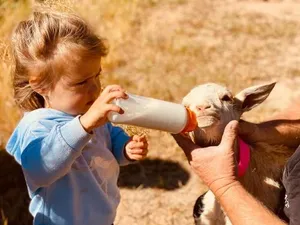 Image of Glenview Alpaca Farm