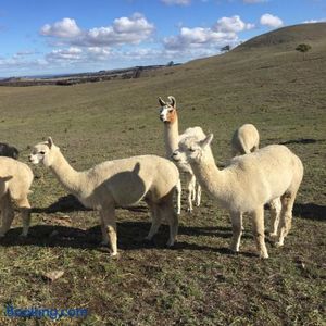 Image of GOULBURN ALPACA FARM STAY