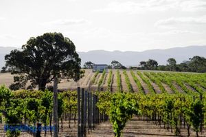 Image of Hounds Run Vineyard - Tiny House in the Grampians