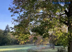 Image of L’orée du bois des rois
