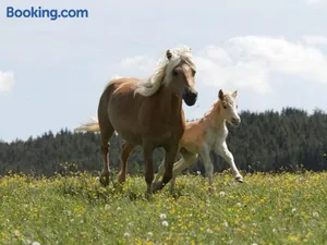 Image of Haflinger Reiterhof Meura