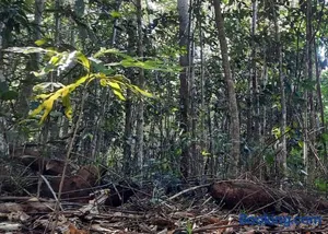 Image of Daintree Rainforest Accommodation