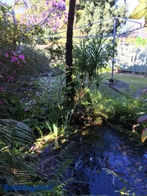 Image of The singing frogs studio