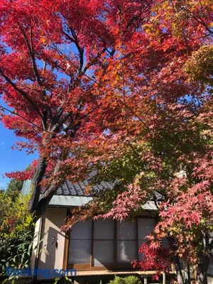 Image of フクロウの御宿　新館