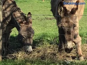 Image of Gîte de charme rénové avec jardin, vélos et activités près de la Sarthe - FR-1-410-191