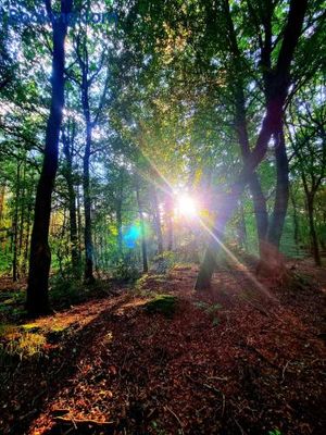 Image of Chalet op een rustig park in de natuur