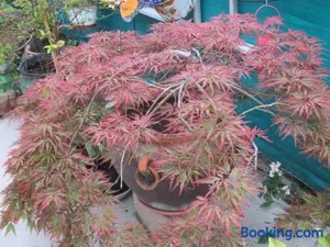 Image of Le Parisien