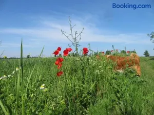 Image of Blota Kral