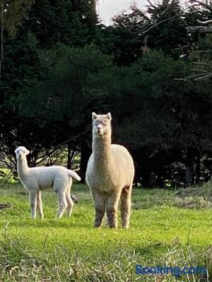 Image of Relaxing at acreage farmhouse