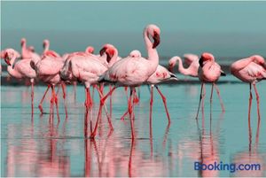 Image of Les Flamants roses