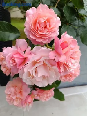 Image of grande chambre lumineuse et spacieuse 22m2