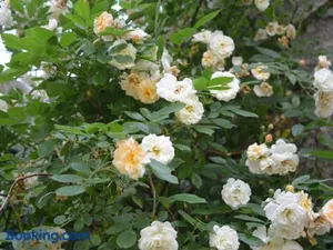 Image of Charmante Maison en Granit Près de Tence - FR-1-582-134