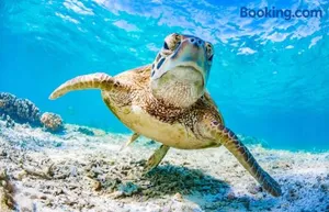 Image of SeaTurtle
