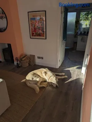 Image of Room for Dogs lovers
