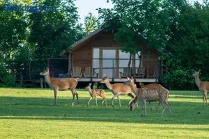 Image of Parc Animalier de Sainte-Croix
