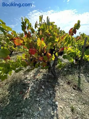 Image of Cocon de Morgon