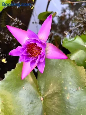 Image of Forest Apartment Metta