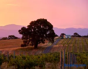 Image of Hounds Run Vineyard - Tiny House in the Grampians