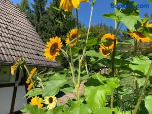 Image of Die Kleine Ferienvilla Edersee