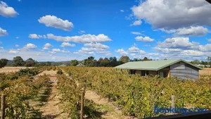 Image of Albion On Swan