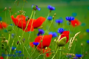 Image of Ferienwohnung Osterfeld